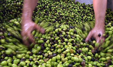 Petani Palestina Menggelar Zaitun Produksi Mereka Di Tepi Barat (foto:abbas monami/afp/getty images/guardian)