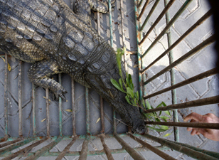 Mideast Gaza Captured Croc