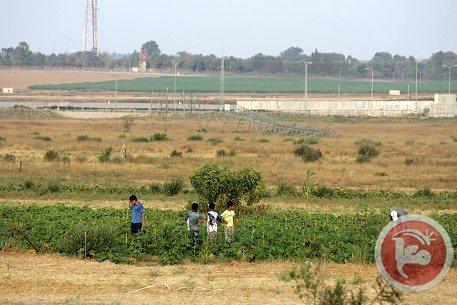 Gaza farmer. foto: Maan