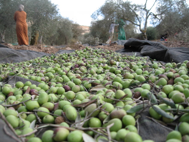Petani Palestina panen zaitun. Dua hari yang lalu didapati 100 pohon zaitun mati diracuni pemukim Yahudi. foto: Ramallah Online
