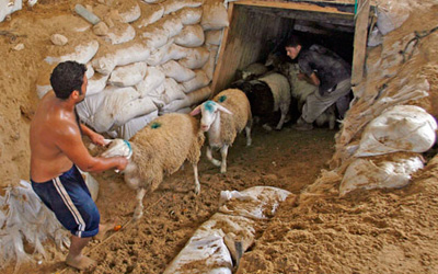 Suplai kambing domba untuk Gaza lewat terowongan rahasia. foto: Jordan Times