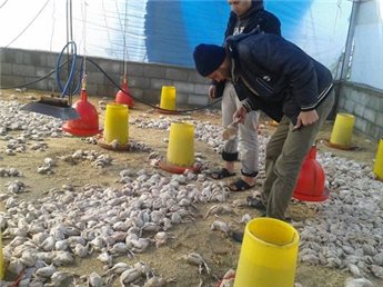 Sebanyak 200.000 burung dan 3.500 ayam mati akibat badai musim dingin di Jalur Gaza. Foto: Ma'an News