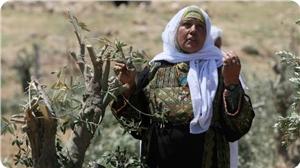 images_Reports_olive_300_0