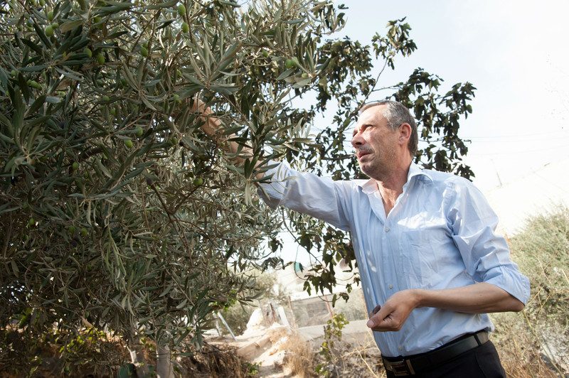 Hashem al-Azzeh memanen zaitun milik keluarganya yang terletak tepat di bawah permukiman Yahudi Tel Rumeida di kota Al-Khalil, Tepi Barat pada Oktober 2012. Foto: Ryan Rodrick Beiler/ActiveStills