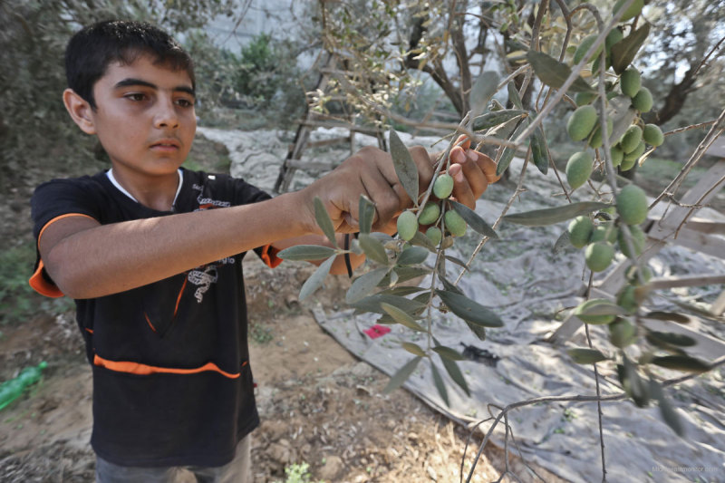 Seorang bocah Palestina sedang memetik zaitun di Gaza. Foto: Mohammad Asad