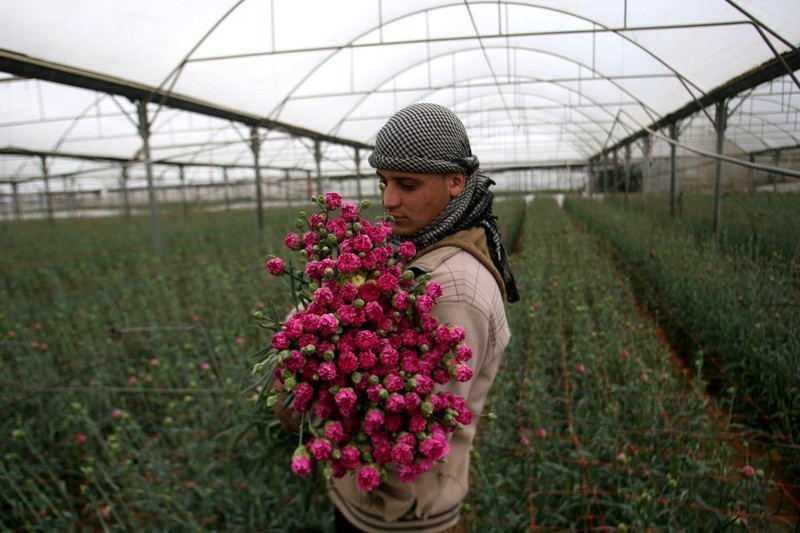 Pekerja Palestina di sebuah ladang di Rafah, sebelah selatan Jalur Gaza sedang menyiapkan bunga anyelir untuk diekspor, Februari 2013. Foto: Eyad Al Baba/APA images