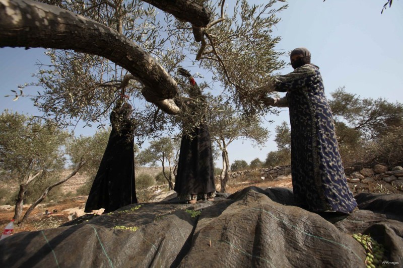 Nablus, Tepi Barat: Wanita-wanita Palestina menyortir zaitun saat panen di kebun zaitun. Foto: APAimages