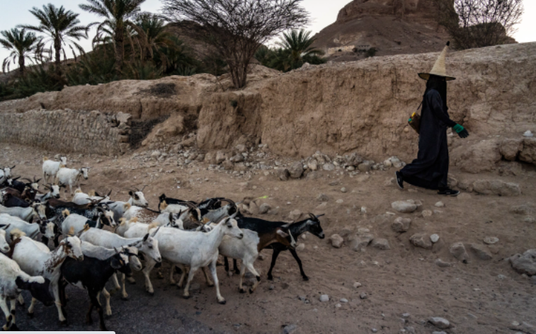 Seorang penggembala bersama kambing-kambingnya di Wadi Dawan, provinsi Hadramaut. Penggembala wanita ini mengenakan madhalla, topi tradisional Yaman yang terbuat dari anyaman daun kurma yang dirancang untuk membuat pemakainya tetap merasa sejuk. [Tariq Zaidi/Al Jazeera]
